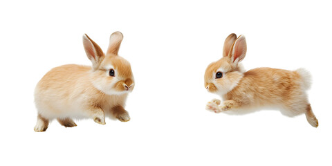 Fototapeta premium Two cute rabbits isolated on a white or transparent background, displaying the happy bunny running on the floor, as well as the adorable fluffy rabbit sniffing at the air