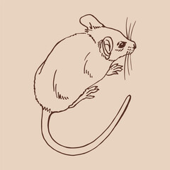 Mouse. Hand drawn vector illustration.