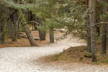 Slender pine trees growing on sandy dunes. Wind-shaped trunks emerge from golden sand hills,...