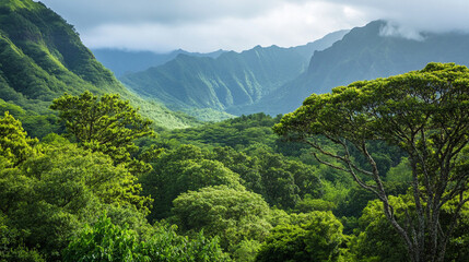 Fototapeta premium Towering trees and dense foliage line the hillsides, creating a serene atmosphere in the gorge.