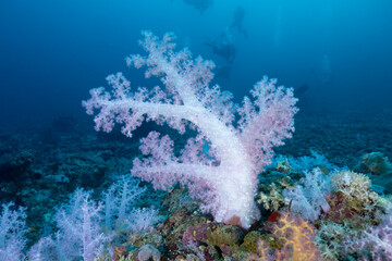 Coralli molli del genere Dendronephthya, con sub sullo sfondo © Massimo