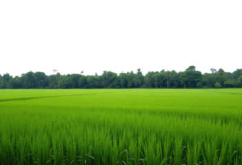 Lush Green Rice Field with Tree Line and transparent background
