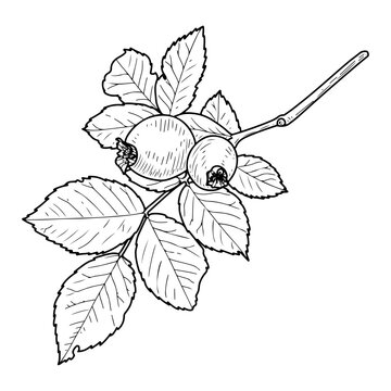 black and white rose hips branch clip art preview
