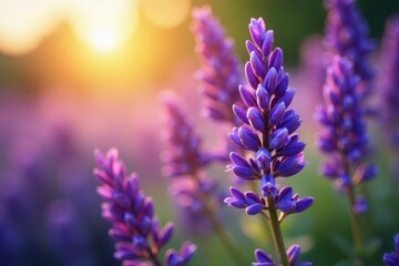 Obraz premium Sun-drenched lavender blooms, vibrant purple hues, botanical, beautiful, august