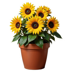 Obraz premium Potted sunflowers with transparent background