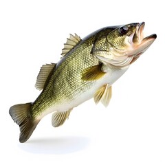 Lively Freshwater Bass Fish Jumping Out of Water in Clear Blue Background
