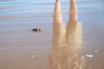 Loggerhead turtle hatchling baby, leaving beach nest and entering ocean sea waves water, endangered...