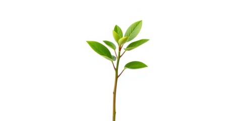 Fototapeta premium Single vibrant green plant, isolated on pure white background, environment, spring