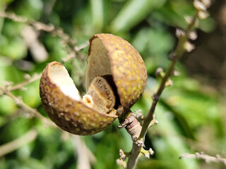 The longan fruit is rotten on the tree, because it was eaten by ants.
