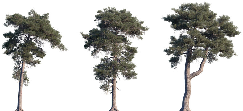 Set of Pinus sylvestris (the Scots pine, Scotch pine, Baltic pine, European red pine) frontal isolated png on a transparent background perfectly cutout