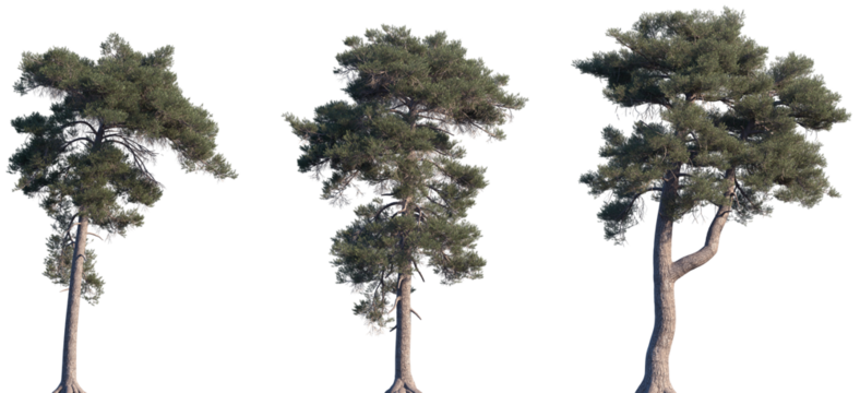 Set of Pinus sylvestris (the Scots pine, Scotch pine, Baltic pine, European red pine) frontal isolated png on a transparent background perfectly cutout