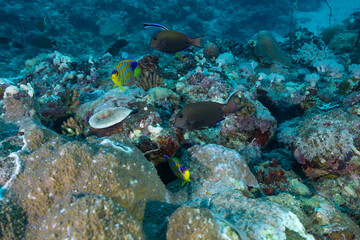 coppia di pesci angelo reali, Pygoplites diacanthus, e di pesci chirurgo Acanthurus nigrofuscus, sulla barriera corallina