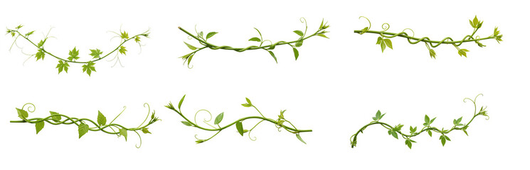 collection of long Green twisted Javanese or Grape ivy, jungle vine hanging ivy plant - isolated on transparent background. PNG, cutout or clipping path.