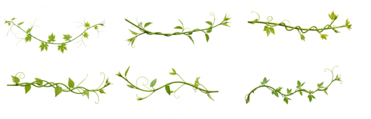 collection of long Green twisted Javanese or Grape ivy, jungle vine hanging ivy plant - isolated on transparent background. PNG, cutout or clipping path.