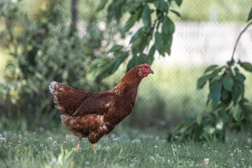 Beautiful purebred chicken in a summer garden.