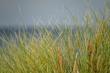 Golden grasses sway along the Baltic shore. Tough coastal vegetation thrives in sandy soil, creating a natural border between beach and inland with wispy stems dancing in the sea breeze.