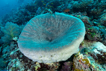Grande spugna a vaso sulla barriera corallina in mar rosso