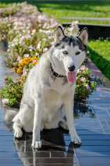 Siberian husky sits on tiled walkway beside vibrant autumn flowers in park. Sunlight highlights fur and colorful foliage adds warmth. Scene captures peaceful, joyful mood