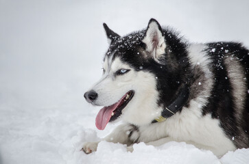 Husky rests amidst serene snowy terrain. Fluffy coat contrasts with white snow under soft daylight, tongue playfully lolling, creating cheerful scene