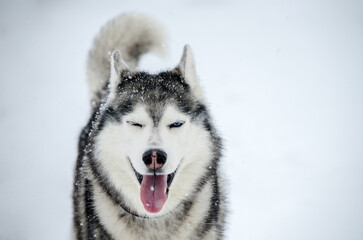 Close-up of siberian husky with heterochromia, set against snowy backdrop. Grey and white fur contrasts with vibrant eye colors. Falling snowflakes add winter charm