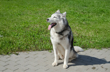 Siberian husky sits on sunlit paving in park, tongue out in contentment. Bright afternoon with...