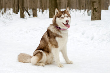 Siberian husky sits gracefully in snow, surrounded by leafless forest trees. Cool tones dominate scene, emphasizing winter atmosphere. Dogs pink collar adds contrast