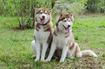 Two siberian huskies rest on lush grass, surrounded by greenery in sunny park. Their fur gleams...