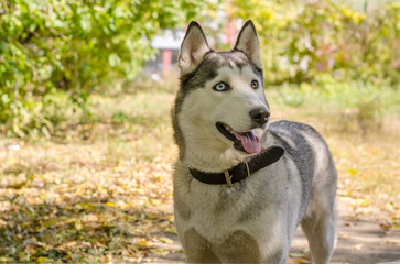 Siberian husky stands on sunlit forest path, surrounded by autumn foliage. Bright afternoon lighting highlights its striking blue and brown eyes. Captures adventurous energy and vibrant colors