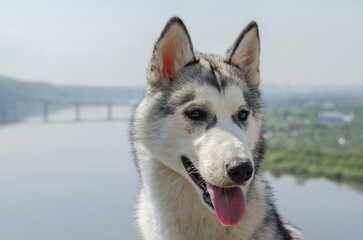 Siberian husky standing tall against serene river backdrop. Subtle sunlight highlights distinct facial markings and expressive eyes. Bridge and lush greenery visible