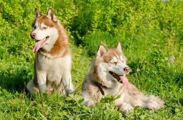 Two siberian huskies sit on lush green grass, tongues out, enjoying sunlight. Their fur contrasts with vibrant meadow, capturing joyful, carefree moment in nature
