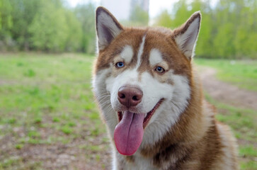 Siberian husky with striking blue eyes stands in sunlit park. Lush green trees and soft soil create vibrant, serene background. Dogs tongue playfully out adds charm