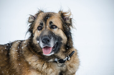 Shaggy dog with brown fur and black collar stands in light snow. Snowflakes dot coat, contributing to playful, joyful expression. White background enhances winter atmosphere