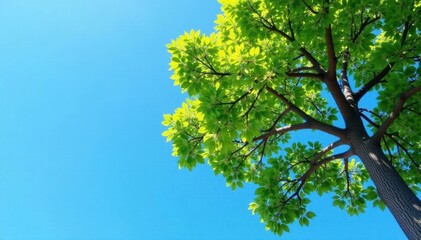 Obraz premium Tree's branches stretch towards the clear blue sky, nature, blue, tree