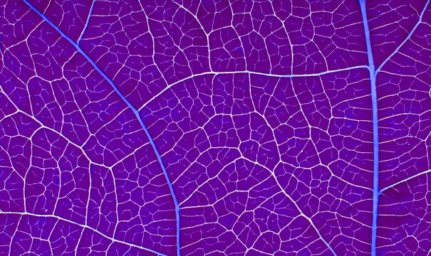 Detailed purple leaf texture pattern background macro.A close-up macro image of the leaf's intricate network of veins, natural patterns and organic structure against a deep purple background.