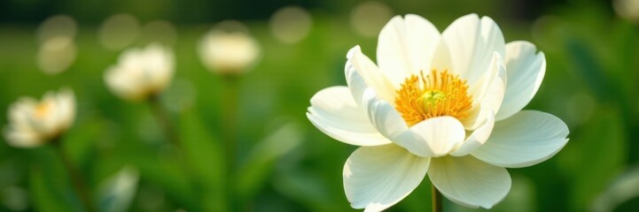 Obraz premium Large white peony flowers blooming in a garden, yellow, spring, flower