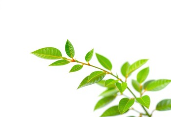 Fototapeta premium Single vibrant green plant, isolated on pure white, plant, sprout