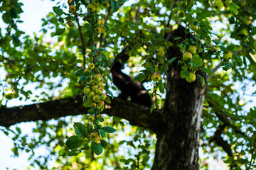 Green apples in the tree