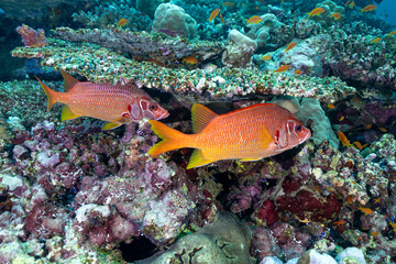 Coppia di pesci scoiattolo spinoso, Sargocentron spiniferum, sotto un corallo a tavola del genere acropora