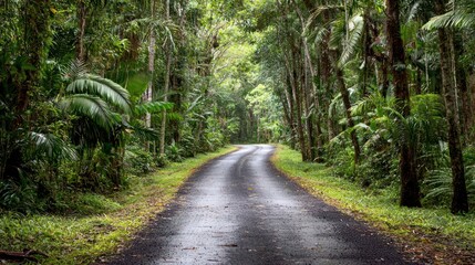 Obraz premium A scenic wildlife corridor with dense trees on both sides, creating a natural pathway for animals.