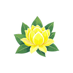 cambodia flower hand drawn with white background