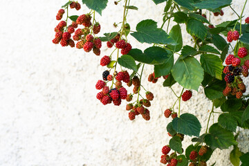 Blackberry branches with fruit against white wall during summer 