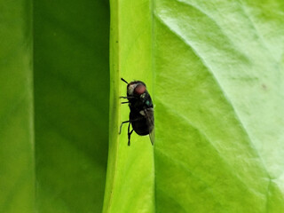 Flies with red eyes and thin wings landed on trees. This type is often seen flying in kitchens and trash cans.