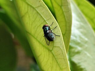 Flies with red eyes and thin wings landed on trees. This type is often seen flying in kitchens and trash cans.