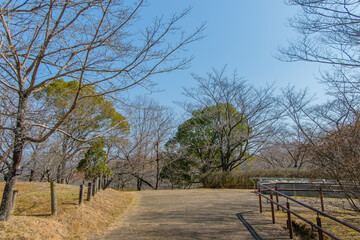 冬の公園、枯れ木と澄んだ青空
