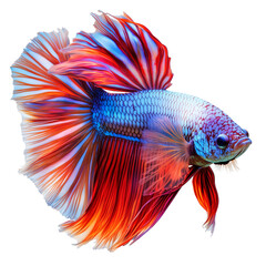 Fototapeta premium vibrant betta fish with flowing, iridescent fins on transparent background
