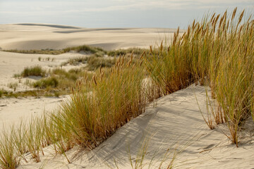 Sandy dunes of Łeba stretch toward the horizon. Golden waves of sand create a desert-like...