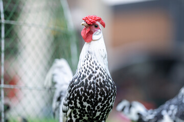 Hamburg Chick at the outdoor field in human home garden.