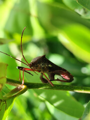Walang Sangit (Leptcorisa Oratorius). Walang Sangit is a plant pest insect. Rice plants attacked by this pest will produce poor quality rice, as a result the rice becomes chalky and changes color.