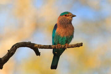 The indian roller (Coracias benghalensis) bird lives in various ecosystems, prefers warm and sunny plains. They mostly feed on insects such as grasshoppers, praying mantis, crickets, moths, and cicada
