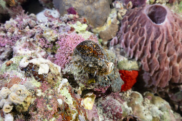 Ciprea tigrata, Cypraea tigris, con il mantello estroflesso sulla conchiglia